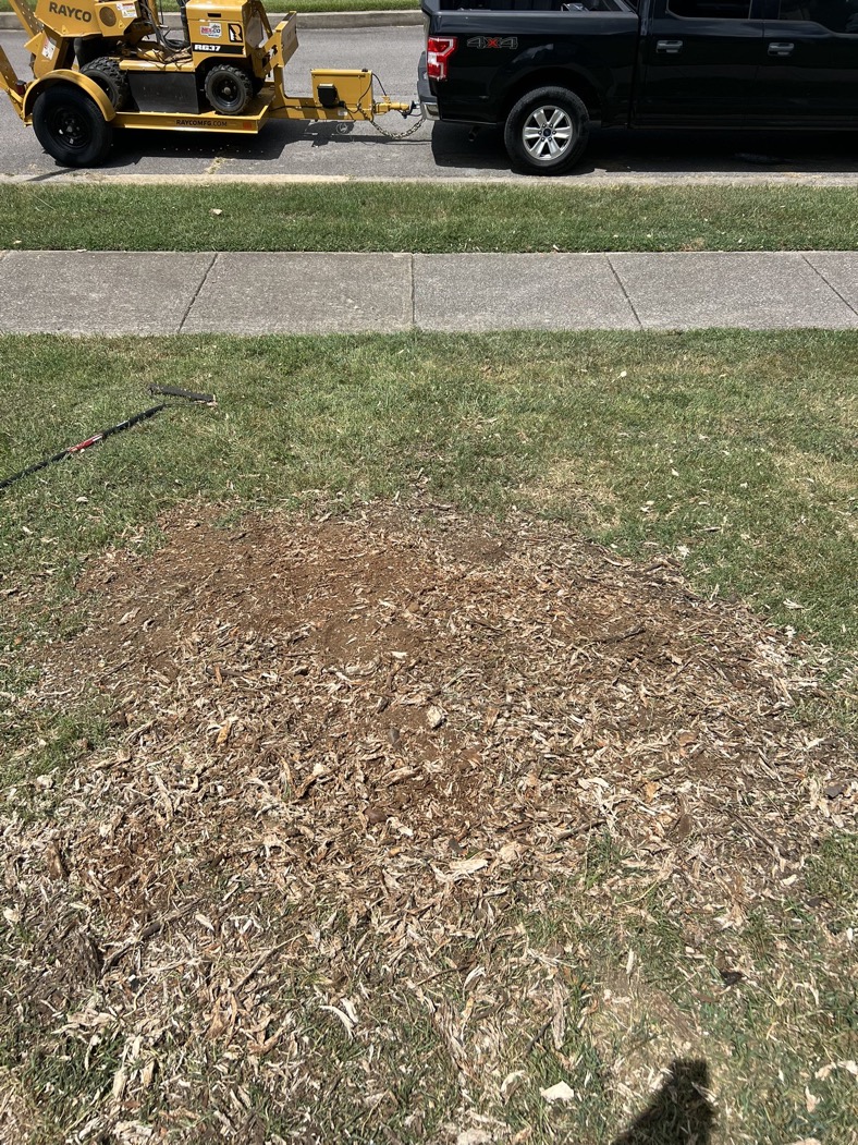 After picture stump removal in Brentwood TN - clean professional stump grinding results by Rooted in Grace Stump Co