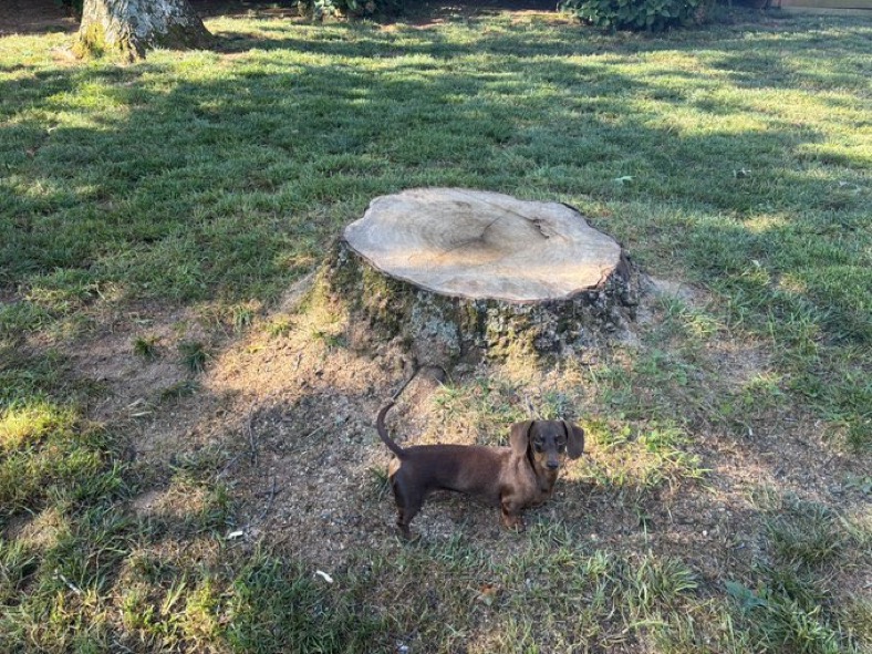 Stump grinding cost factors in Brentwood TN yard access and tree size