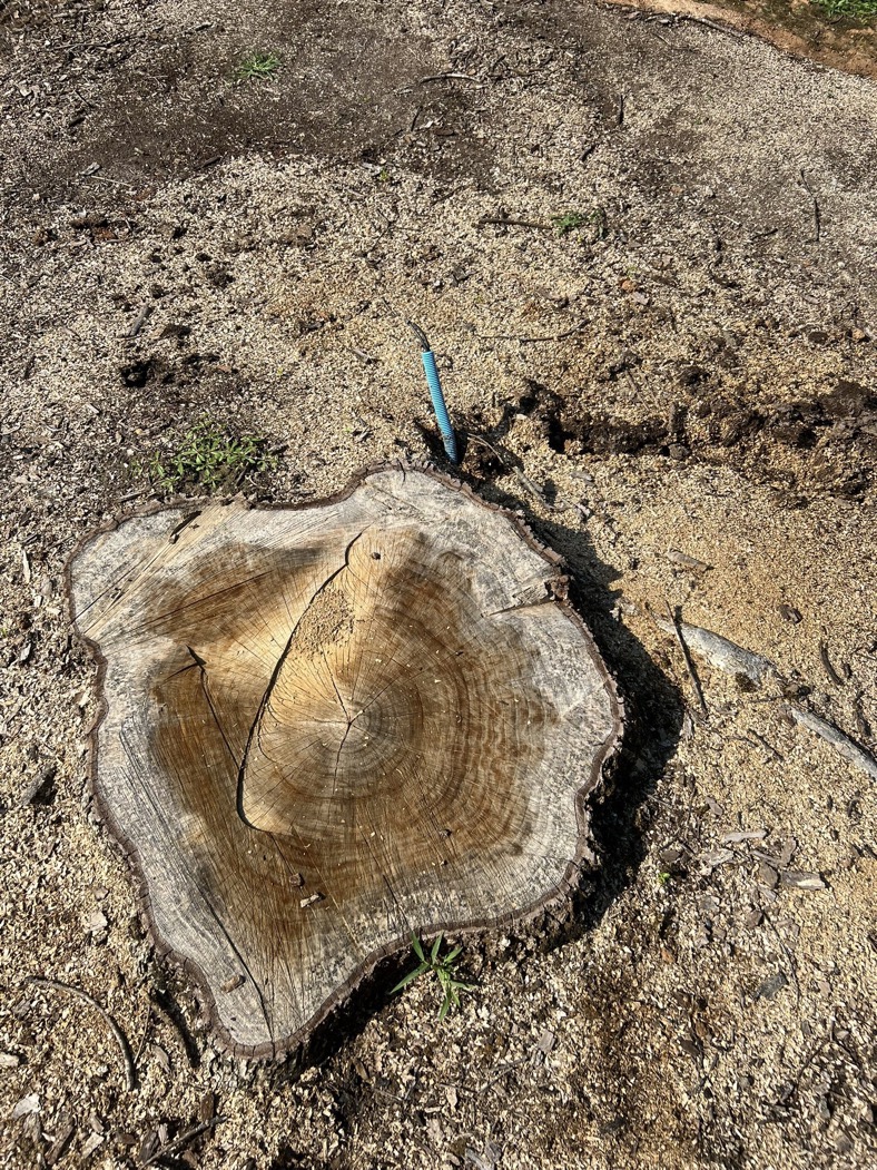 Franklin stump grinding service - Rooted in Grace Stump Co residential stump removal